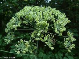 Attēlu rezultāti vaicājumam “Laserpitium latifolium”