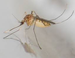 Attēlu rezultāti vaicājumam “Culex pipiens female”