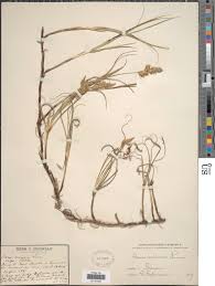 Attēlu rezultāti vaicājumam “Carex arenaria”