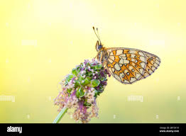 Attēlu rezultāti vaicājumam “Boloria eunomia upperside”