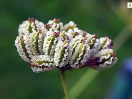 Attēlu rezultāti vaicājumam “Laserpitium latifolium flower”