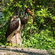Attēlu rezultāti vaicājumam “Ciconia nigra”