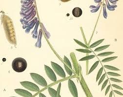 Attēlu rezultāti vaicājumam “Vicia cracca flower”