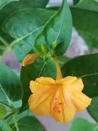 Image result for Mirabilis jalapa