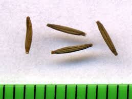 Attēlu rezultāti vaicājumam “Senecio viscosus fruit”