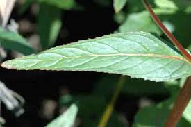 Attēlu rezultāti vaicājumam “Epilobium palustre fruit”