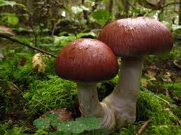 Attēlu rezultāti vaicājumam “Cortinarius praestans”