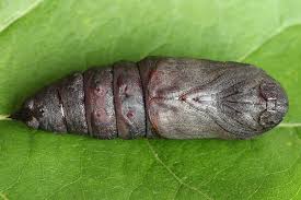 Attēlu rezultāti vaicājumam “Laothoe amurensis”