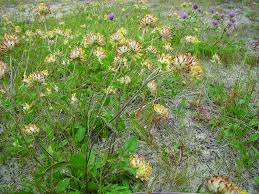 Image result for Anthyllis vulneraria rubra