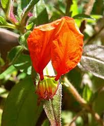 Attēlu rezultāti vaicājumam “Lythraceae”