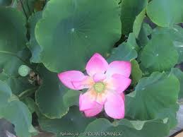 Attēlu rezultāti vaicājumam “Lotus sp. flower”