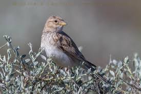 Image result for Calandrella rufescens