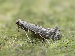 Attēlu rezultāti vaicājumam “Parornix anglicella”