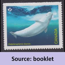 Image result for Delphinapterus leucas