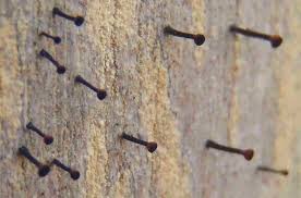 Attēlu rezultāti vaicājumam “Calicium salicinum”