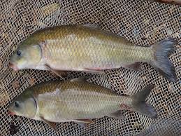 Image result for Ictiobus cyprinellus