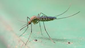 Attēlu rezultāti vaicājumam “Culex pipiens”