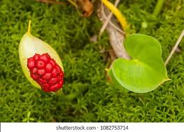 Attēlu rezultāti vaicājumam “Calla palustris fruit”