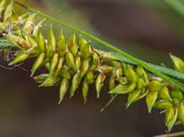 Attēlu rezultāti vaicājumam “Carex elongata”