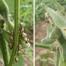 Attēlu rezultāti vaicājumam “Cribraria costata macro”