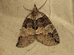 Attēlu rezultāti vaicājumam “Hydriomena impluviata”