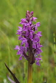Attēlu rezultāti vaicājumam “Dactylorhiza cruenta flower”