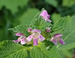 Attēlu rezultāti vaicājumam “Galeopsis tetrahit flower”