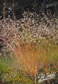 Attēlu rezultāti vaicājumam “Deschampsia flexuosa bud”