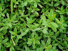 Attēlu rezultāti vaicājumam “Polygonum arenastrum leaf”