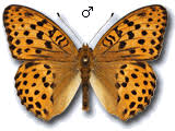 Attēlu rezultāti vaicājumam “Argynnis laodice underside”