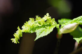 Attēlu rezultāti vaicājumam “Acer rufinerve flower”