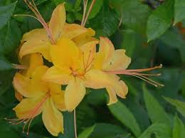 Attēlu rezultāti vaicājumam “Rhododendron calendulaceum”