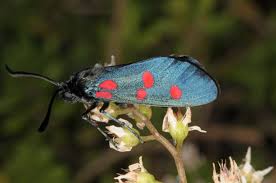 Attēlu rezultāti vaicājumam “Zygaena filipendulae”