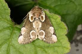 Attēlu rezultāti vaicājumam “Thyatira batis imago”