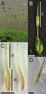 Attēlu rezultāti vaicājumam “Funaria hygrometrica”