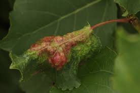 Attēlu rezultāti vaicājumam “Thecabius affinis imago”