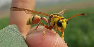 Attēlu rezultāti vaicājumam “Vespidae”