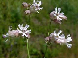 Image result for Silene vulgaris