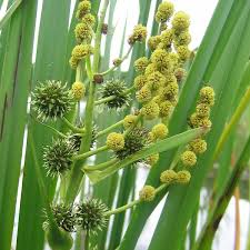 Attēlu rezultāti vaicājumam “Sparganiaceae”