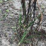 Attēlu rezultāti vaicājumam “Menispermum dauricum fruit”