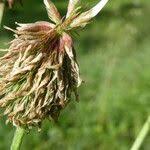 Attēlu rezultāti vaicājumam “Trifolium montanum fruit”