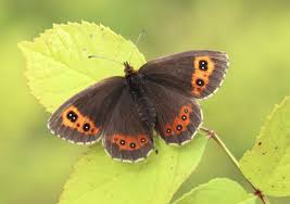 Attēlu rezultāti vaicājumam “Adela cuprella”