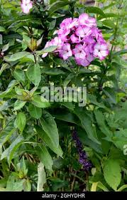 Image result for Phlox paniculata `Sweet Summer`