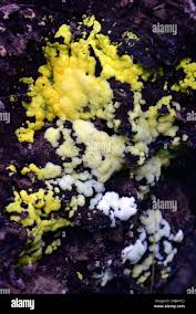 Attēlu rezultāti vaicājumam “Leucogyrophana mollusca”