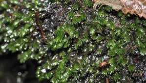 Attēlu rezultāti vaicājumam “Fissidens bryoides”