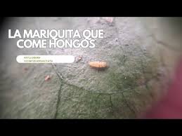 Attēlu rezultāti vaicājumam “Psyllobora vigintiduopunctata larva”