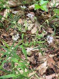 Attēlu rezultāti vaicājumam “Microbotryum tragopogonis - pratensis”