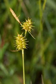 Attēlu rezultāti vaicājumam “Carex lepidocarpa”