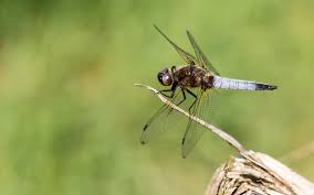 Attēlu rezultāti vaicājumam “Libellula fulva”