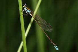 Attēlu rezultāti vaicājumam “Nehalennia speciosa”